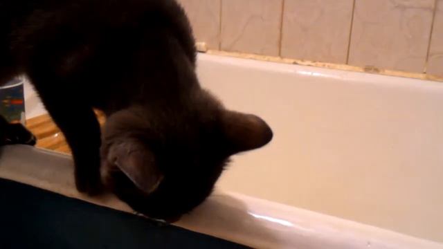 Кот пьет воду смотреть онлайн