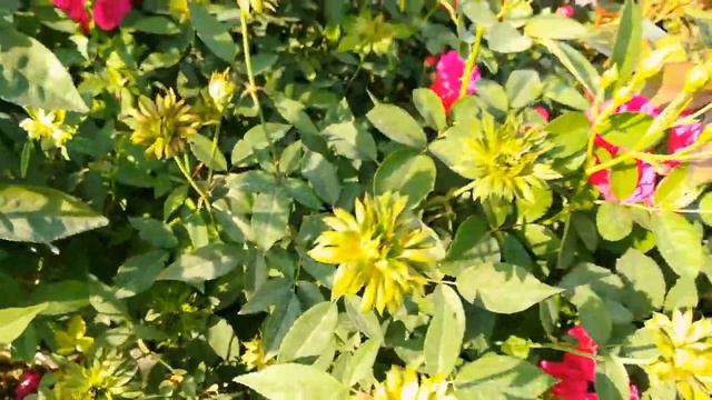 Green Rose : Amazing Miniature Variety Green Rose