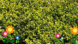 Самшит мелколистный Фолкнер. Краткий обзор, описание характеристик buxus microphylla Faulkner