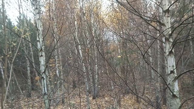Береза. Красивейшее дерево.