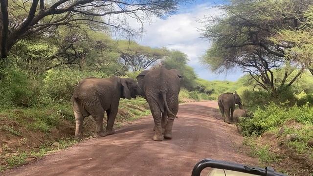 Слониха-мать в полуметре от меня и блокирует наше авто.Сафари в Танзании.Африка.Маньяра.Январь2022 смотреть онлайн