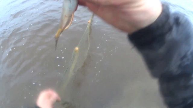 Рыбалка в АРКТИКЕ!Проверяю сетки в броднях!Одна корюшка!5.ч смотреть онлайн