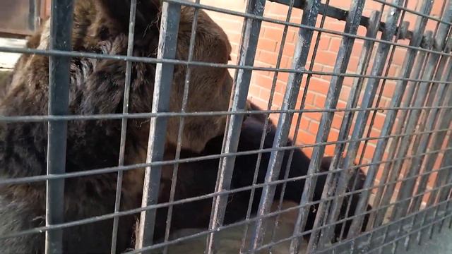 МЕДВЕДЬ, САРАНСКИЙ ЗООПАРК смотреть онлайн