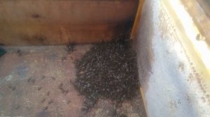 Зимовка пчел.Спасение слабых семей.МЕДА НЕ ХВАТИЛО.Пересадка в новый улей зимой.