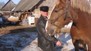 Советский тяжеловоз.  Кобыла МАРТА