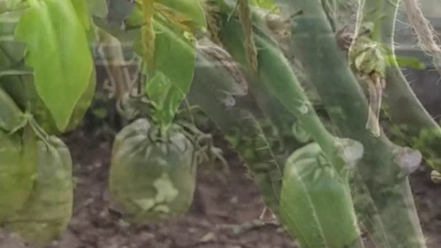 Обзор дачи август смотреть онлайн