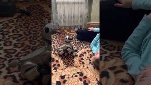 Робопес Sony AIBO – легендарная собака-робот