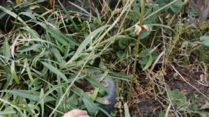 Туи, можжевельник, розы личный опыт размножения.