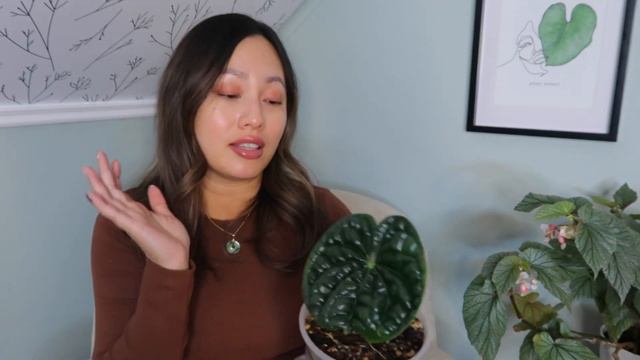 EXOTIC ANTHURIUM UNBOXING VIDEO - ANTHURIUM SEEDLINGS UPDATE смотреть онлайн