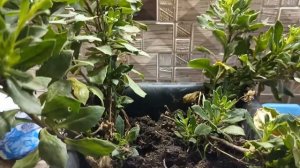 Остики 🌼Бабочка🦋 Сею в январе🌿 Совпадение- Случайность или Закономерность_👀 Живем на Кубани🧡
