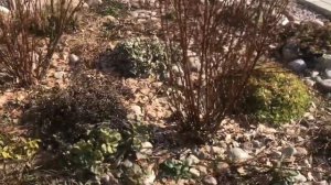 ?Весенняя обрезка ✂️Вересков и Барбарисов?