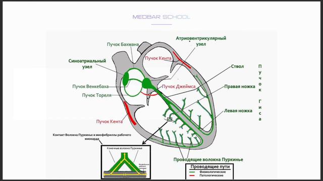 Проводящая система сердца смотреть онлайн
