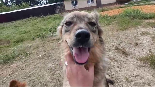 Погуляем?