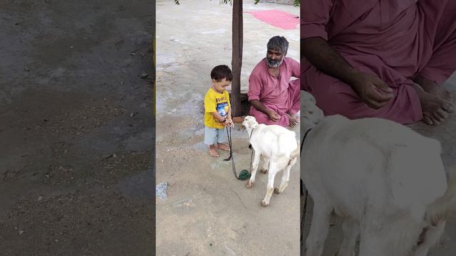 Junior baba Syed anwar shah Bukhari