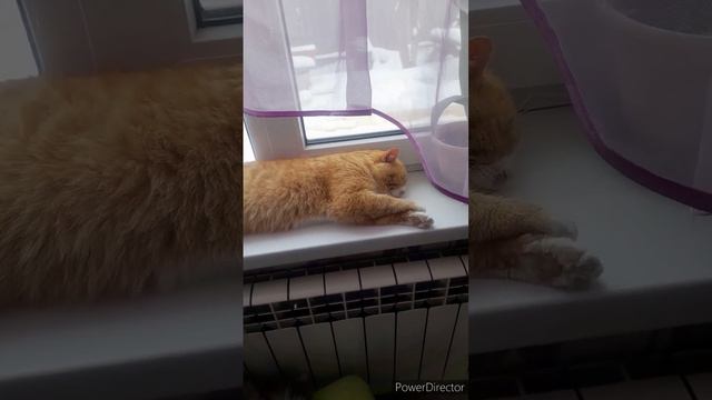 хочу весну//домашние дела//чем кормят старших//жарю пончики//учим уроки//(1 год назад)