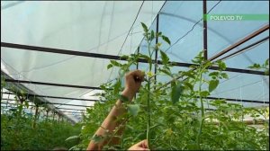 ФОРМИРОВКА ТОМАТОВ! #формировкатоматов #томаты #пасынкование