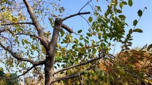 Как обрезать вишню и собирать её без лестницы.