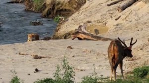 Corbett Tiger Reserve. Tiger's failed attempt to kill a Deer. Watch the full video.