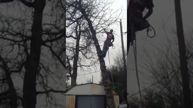 Raintree Tree Services, LLC Tree removal in The Woodlands (part 1) смотреть онлайн