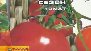 Томаты сибирской селекции