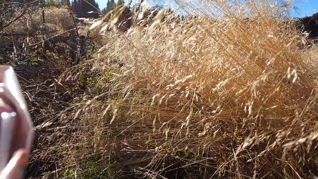 Грибник уровень ноль/Собираем грибы в Германии/GoPro Hero 9 4k 60fps смотреть онлайн