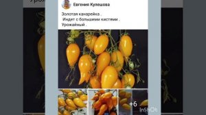 Обзор томатов Ярсон 7 и Золотая канарейка .