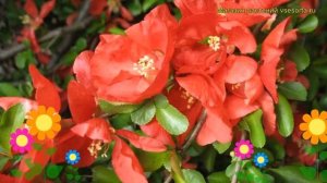 Айва превосходная Техас Скарлет. Краткий обзор, описание chaenomeles x superba Texas Scarlet