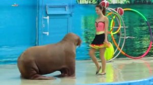 ❤❤❤Давай Танцевать Буги – Вуги!//Let's boogie - woogie!