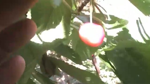 Странная черешня "Мелитопольская чёрная"