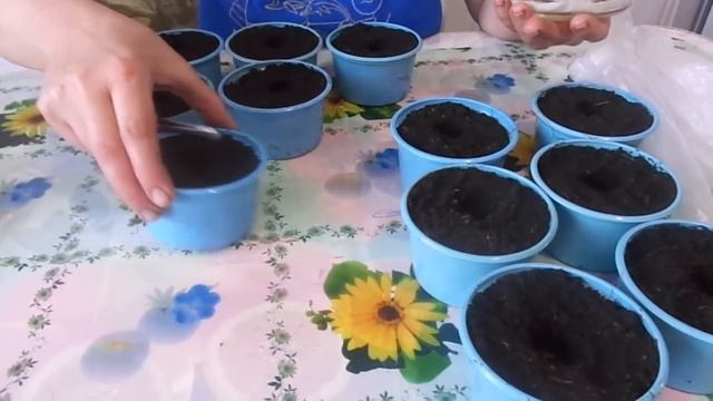 Посев арбузов на рассаду пророщенными семенами для выращивания без пикировки.