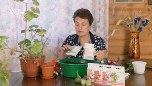 НЕ СЛЕДУЕТ УКОРЕНЯТЬ ГЕРАНЬ В ВОДЕ! Три этапа укоренения черенков пеларгонии в земле.100% результат