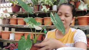 Varigated Alocasia Repotting // Alocasia Albo and Gageana Aurea