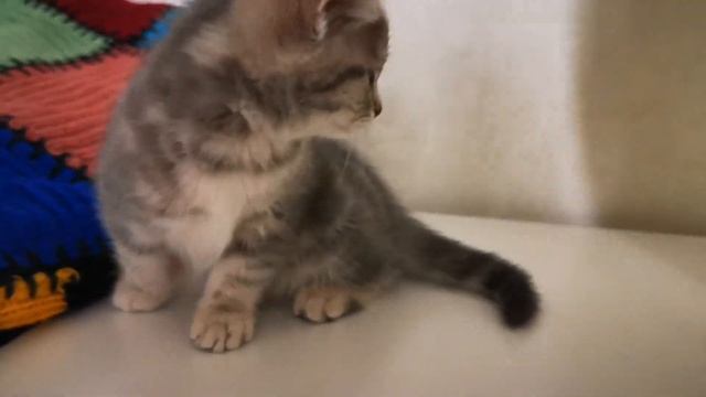 Котята 3 март 2023 смотреть онлайн