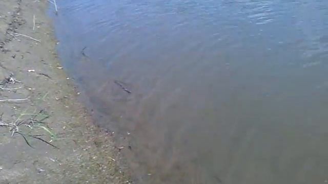 Рыбец на р.Прут.mp4 смотреть онлайн