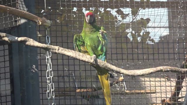 Попугай Московский зоопарк Burrowing Parrot Cockatoo Blue fronted Amazon Moscow Zoo ziminvideo