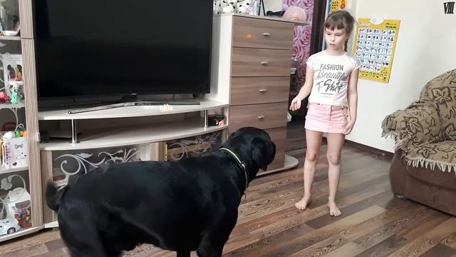 я и моя собака лабрадор #лабрадор ретривер смотреть онлайн