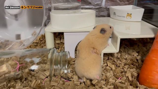 キンクマが臭腺を舐めた毛並みがハートマークに【キンクマ臭腺】ゴールデンハムスター臭腺
