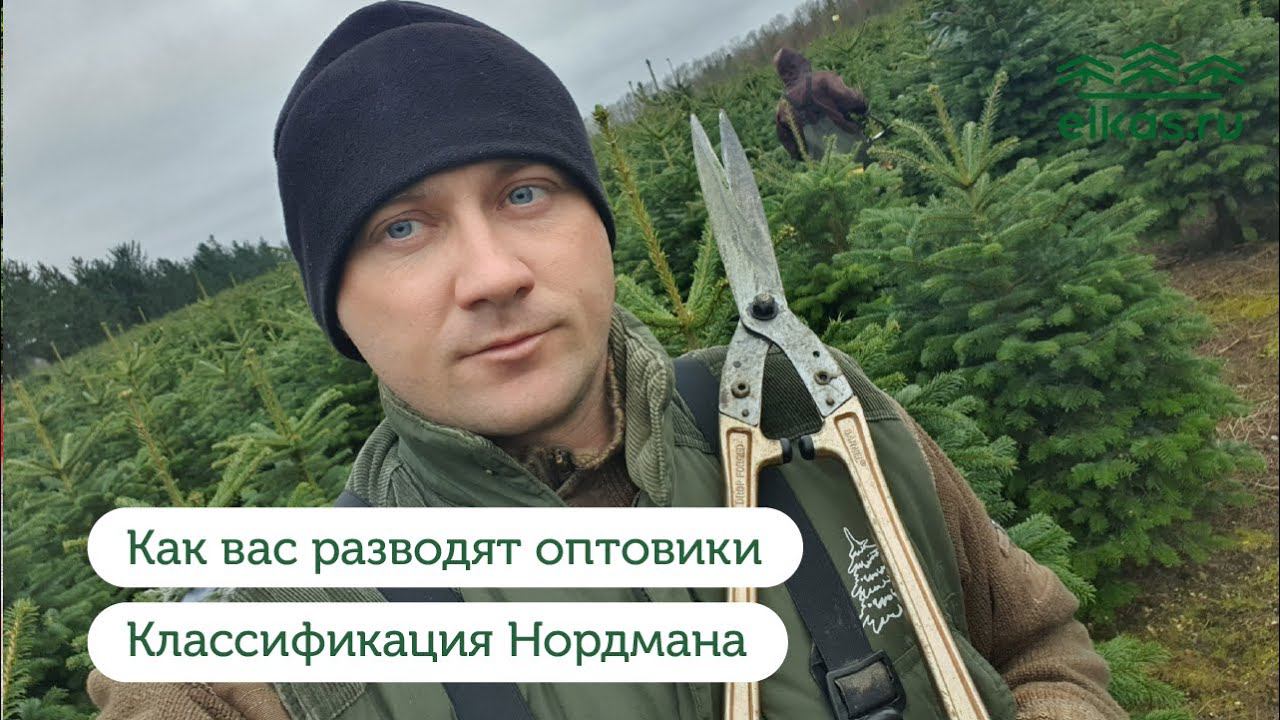 Пихта Нордмана. Реальная классификация. Не ведитесь на развод.