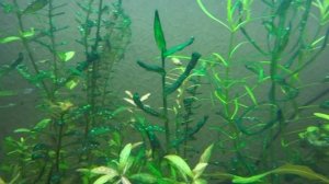 сине-зеленые водоросли в аквариуме. Борьба.
