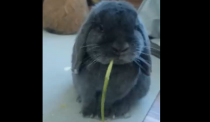 Кролик ест одуванчик