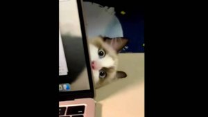 Маленькие милые котики