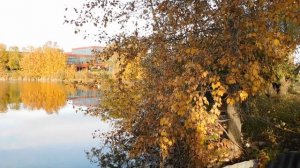 Окунь ОСЕНЬЮ: На Что Ловить, где Искать, Советы Спиннингистам… SeMano TV