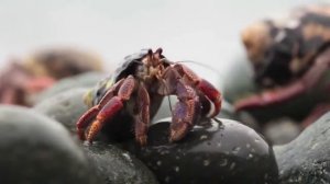 Массовая миграция раков-отшельников