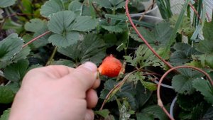 Заготовка семян клубники 10 октября