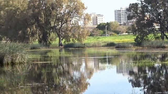 Знакомьтесь: Большая голубая цапля. смотреть онлайн