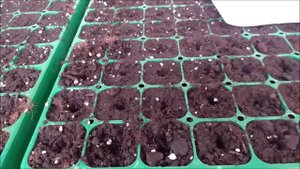 Посев георгинов