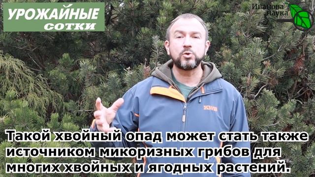 В лес за мульчей БЕЗ ОШИБОК И ВРЕДА! Как избежать ошибок при использовании хвойного опада и шишек.