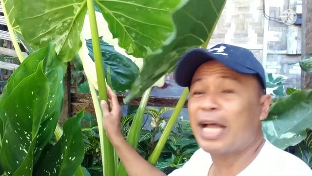 Variegated ALOCASIA Plant Care Tips / GIANT within 8 months ! смотреть онлайн