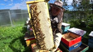 СНИМАЮ ДВА МАГАЗИНА С МЁДОМ С УЛЬЯ ДАДАН, ВЗАМЕН ДАЮ ПУСТОЙ.