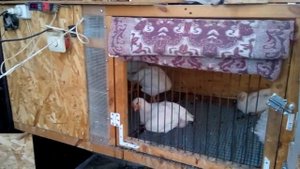 Бункерная кормушка для бройлеров
